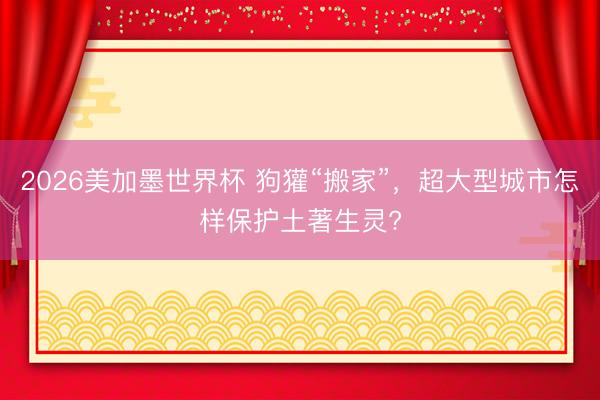 2026美加墨世界杯 狗獾“搬家”，超大型城市怎样保护土著生灵?